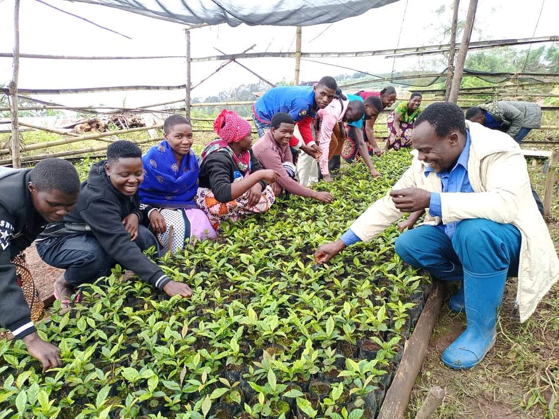 Mkenge youth owned tertiary coffee nursery in Ileje district