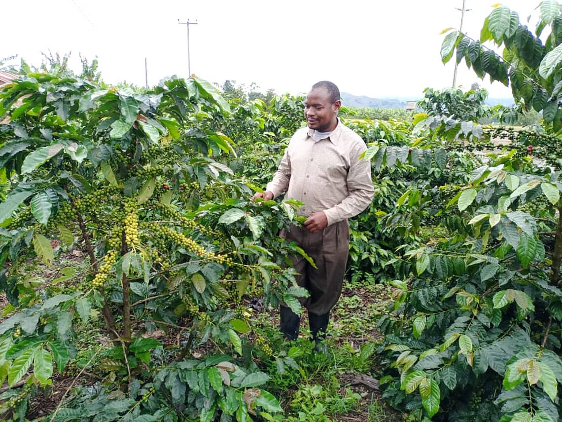 Mr. Felician Urio,  Coffee Extension Officer in Rungwe district observing the performance of Improved Coffee Varieties developed by TaCRI
