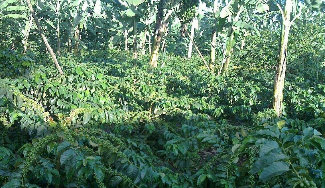 A well managed coffee x banana demonstration plot