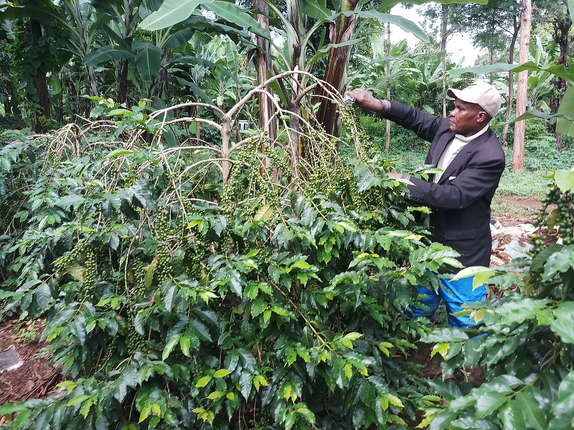 TaCRI  farmer Promoter Mr. Ismail Musa  Kimaro in his farm demonstrating the application of GAPs