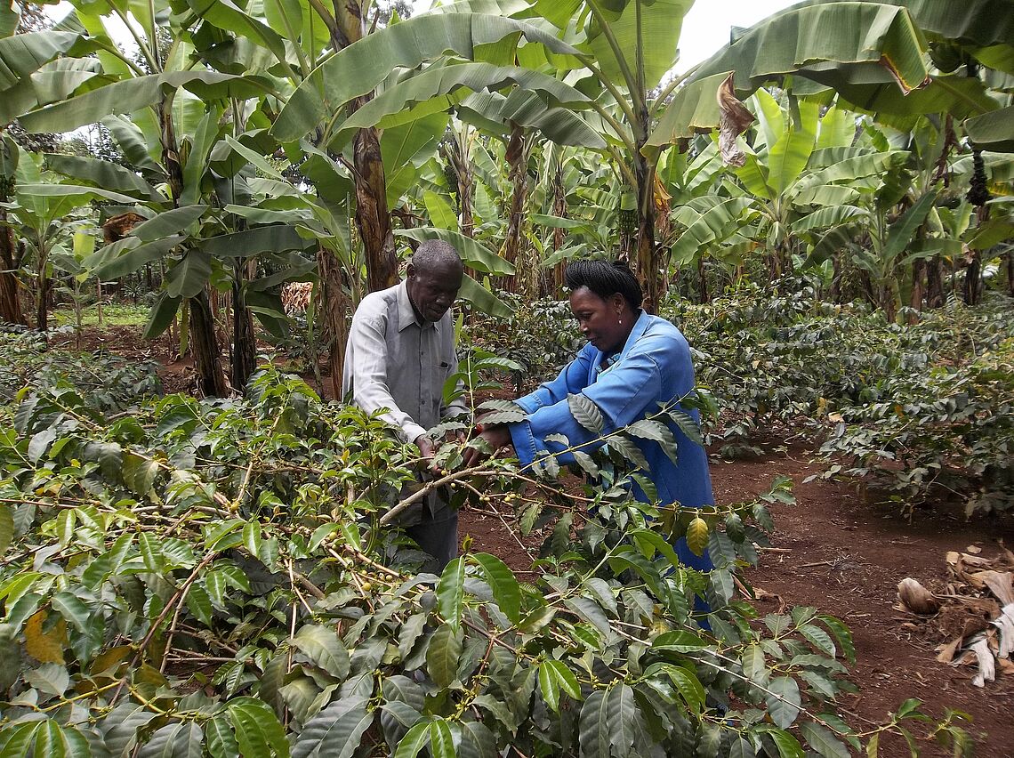 TaCRI scientist giving technical advises to coffee grower in Hai District on the application of GAPs