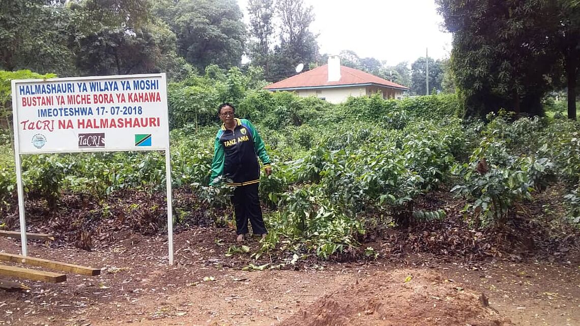 Moshi  District Coffee Nursery - an example of commitment  of public partners to speed up seedlings multiplications