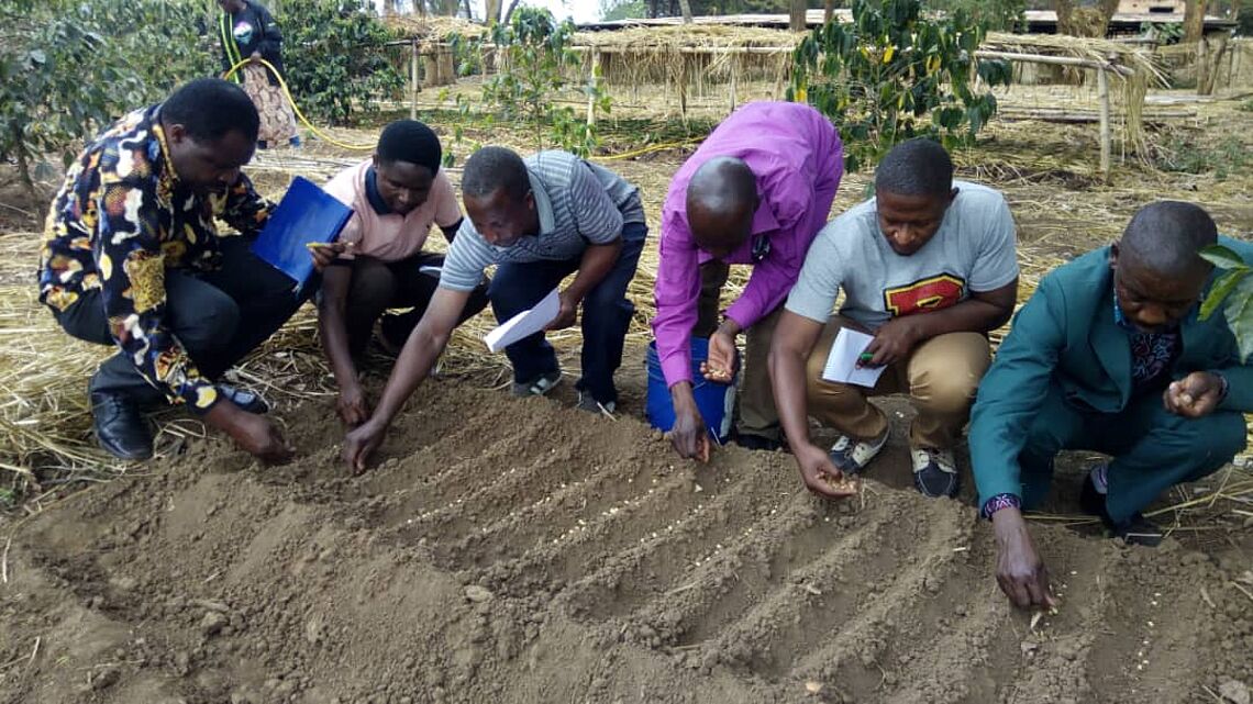Supporting tertiary/farmers managed coffee nursery at Nkasi Tanganyika district